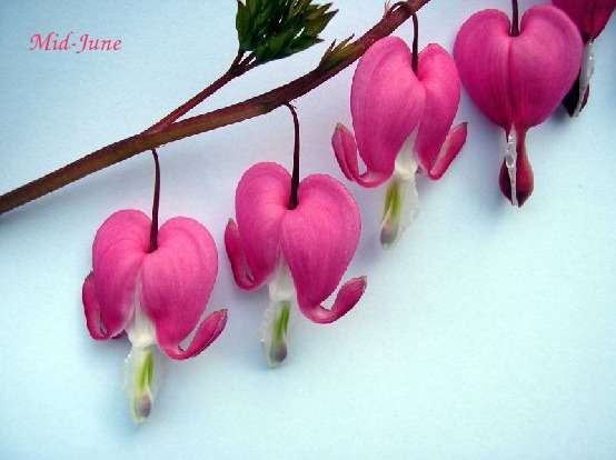 Dead Man Publishing, LLC